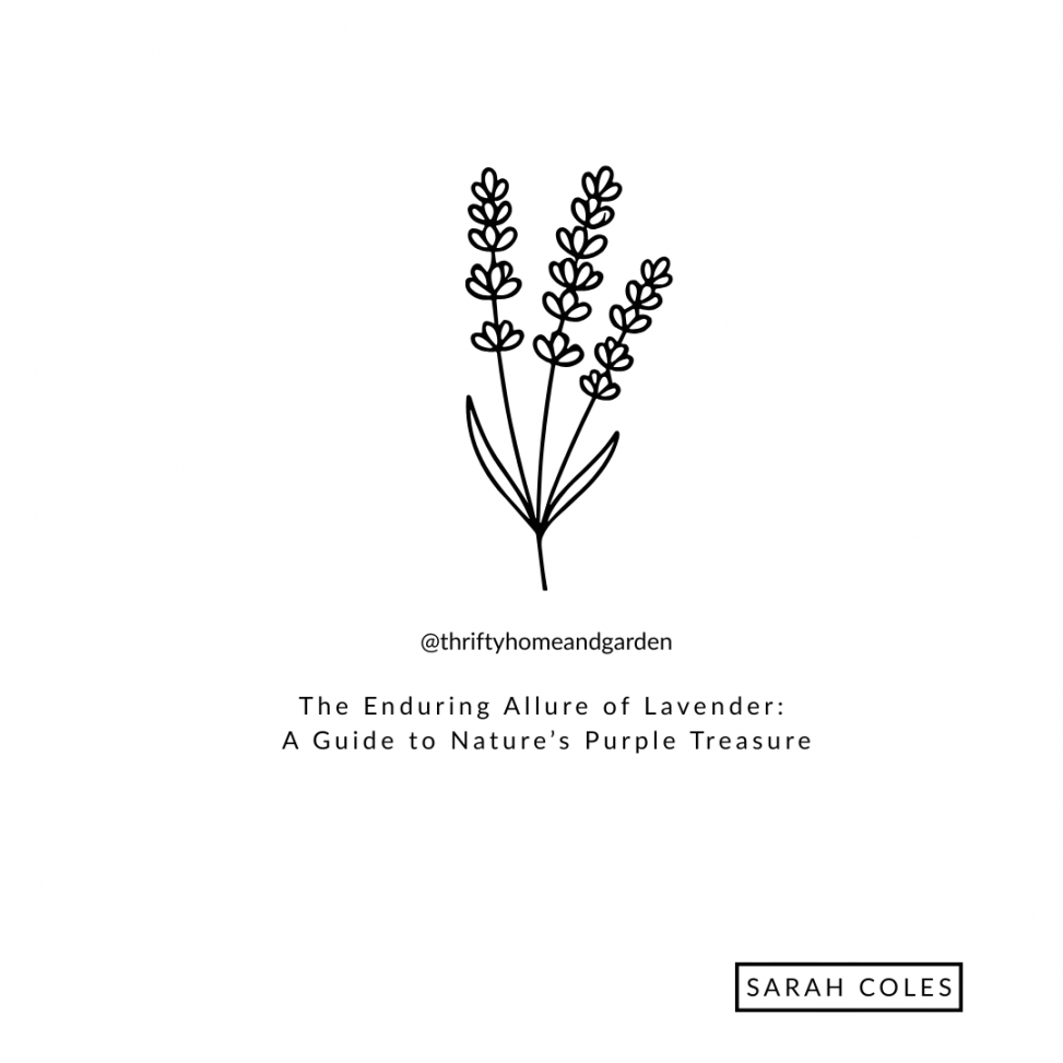 The Enduring Allure of Lavender: A Guide to Nature’s Purple Treasure