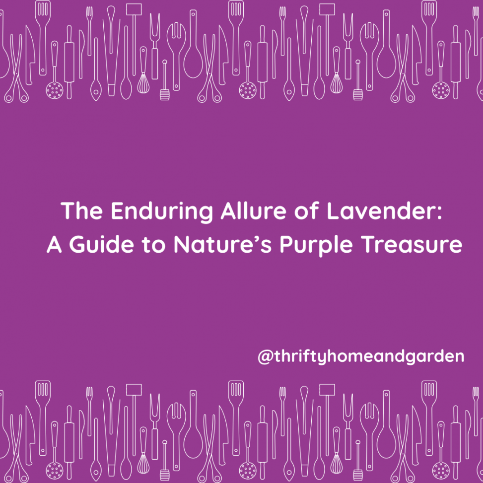 The Enduring Allure of Lavender: A Guide to Nature’s Purple Treasure