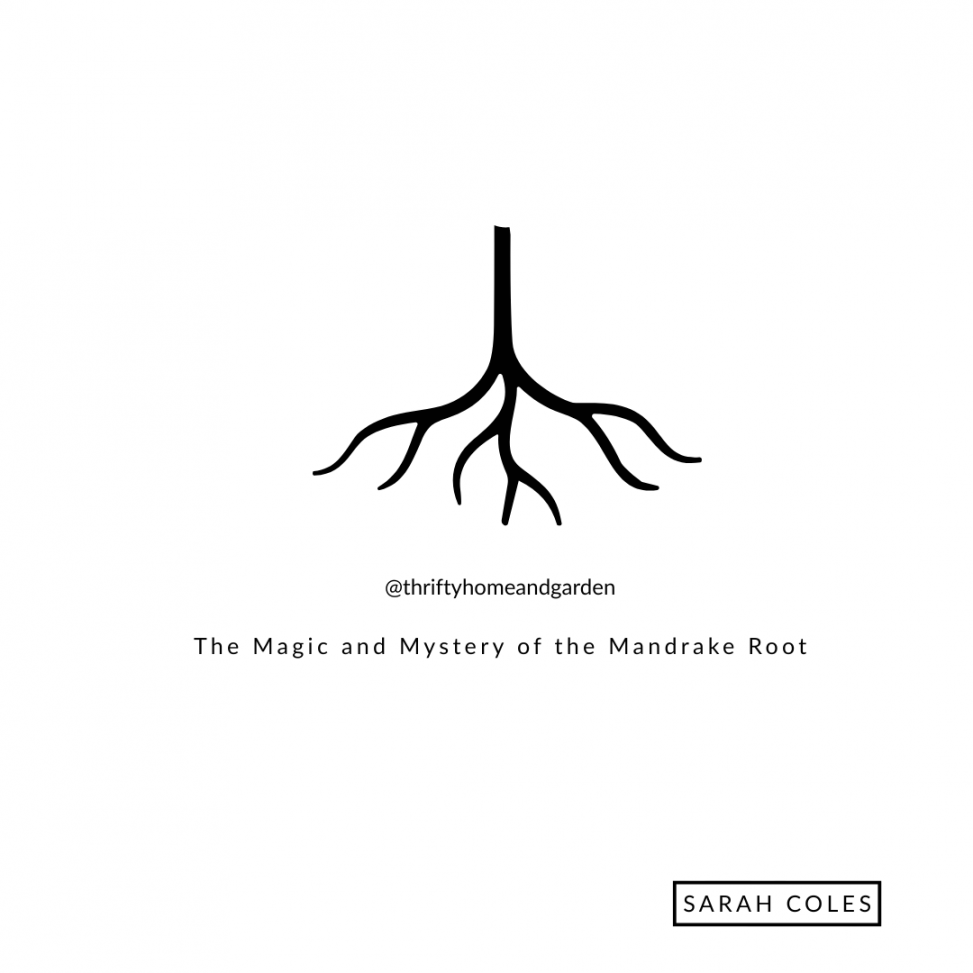 The Magic and Mystery of the Mandrake Root