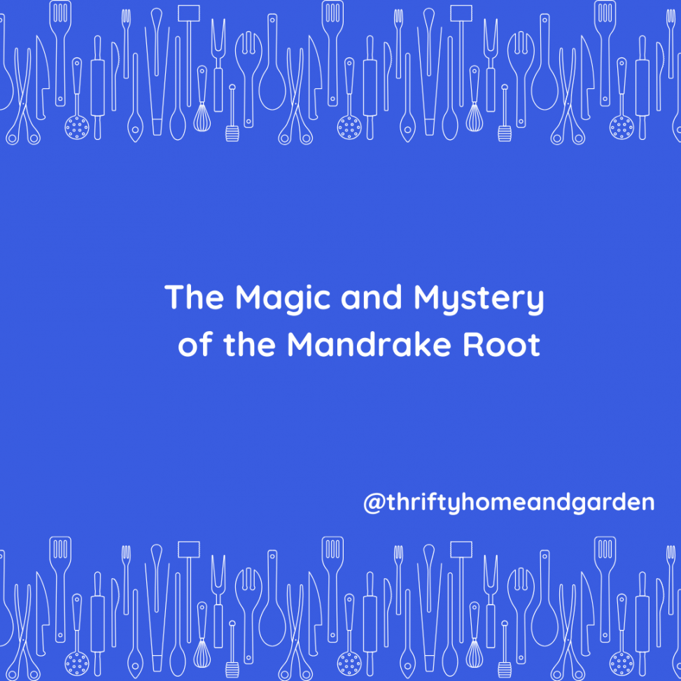 The Magic and Mystery of the Mandrake Root