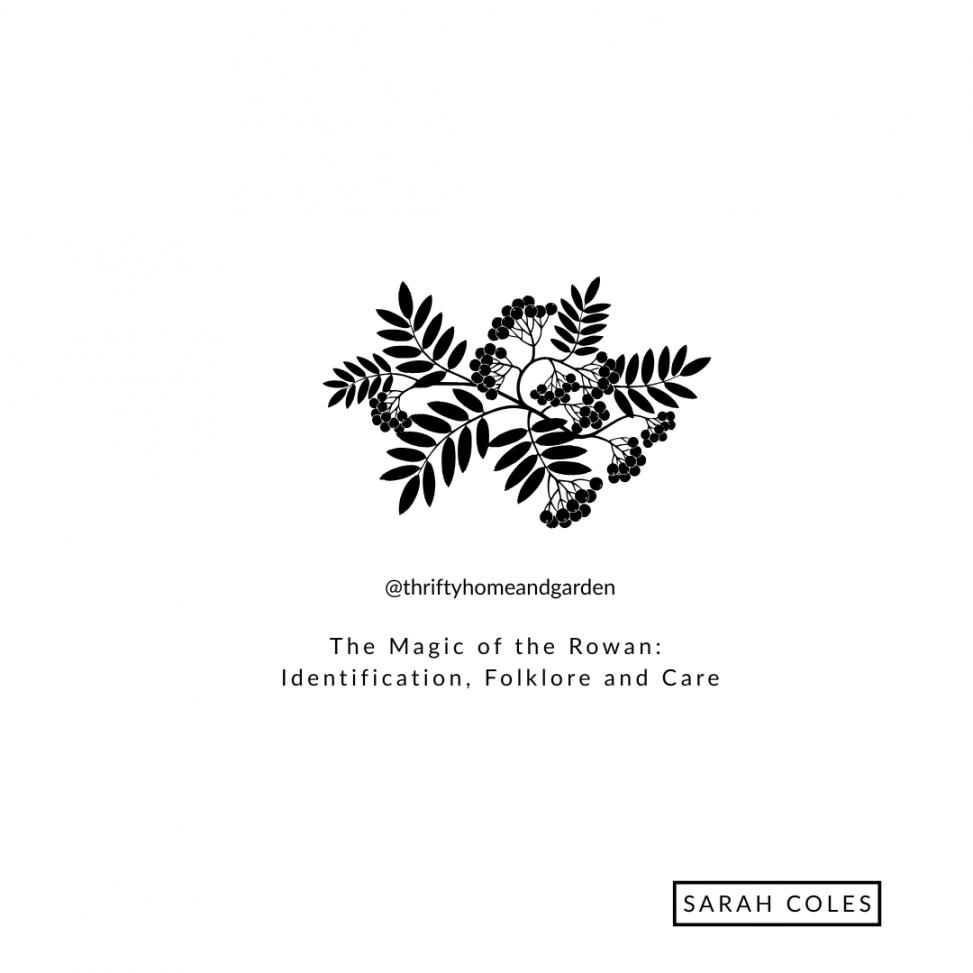 The Magic of the Rowan: Identification, Folklore and Care