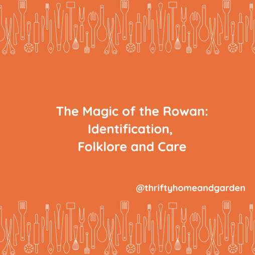 The Magic of the Rowan: Identification, Folklore and Care