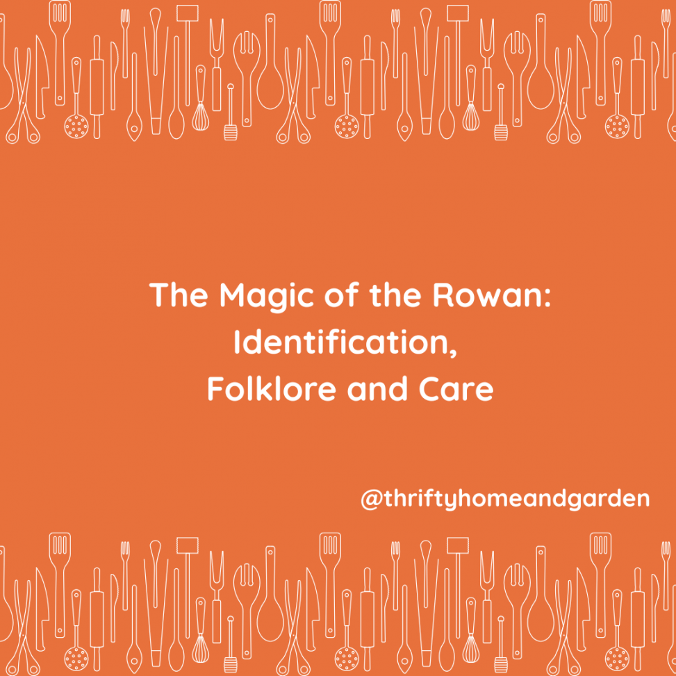 The Magic of the Rowan: Identification, Folklore and Care