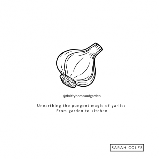 Unearthing the pungent magic of garlic: From garden to kitchen