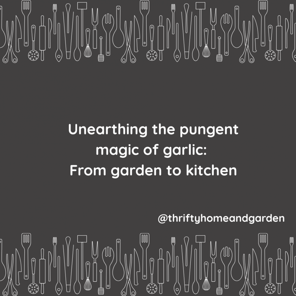 Unearthing the pungent magic of garlic: From garden to kitchen