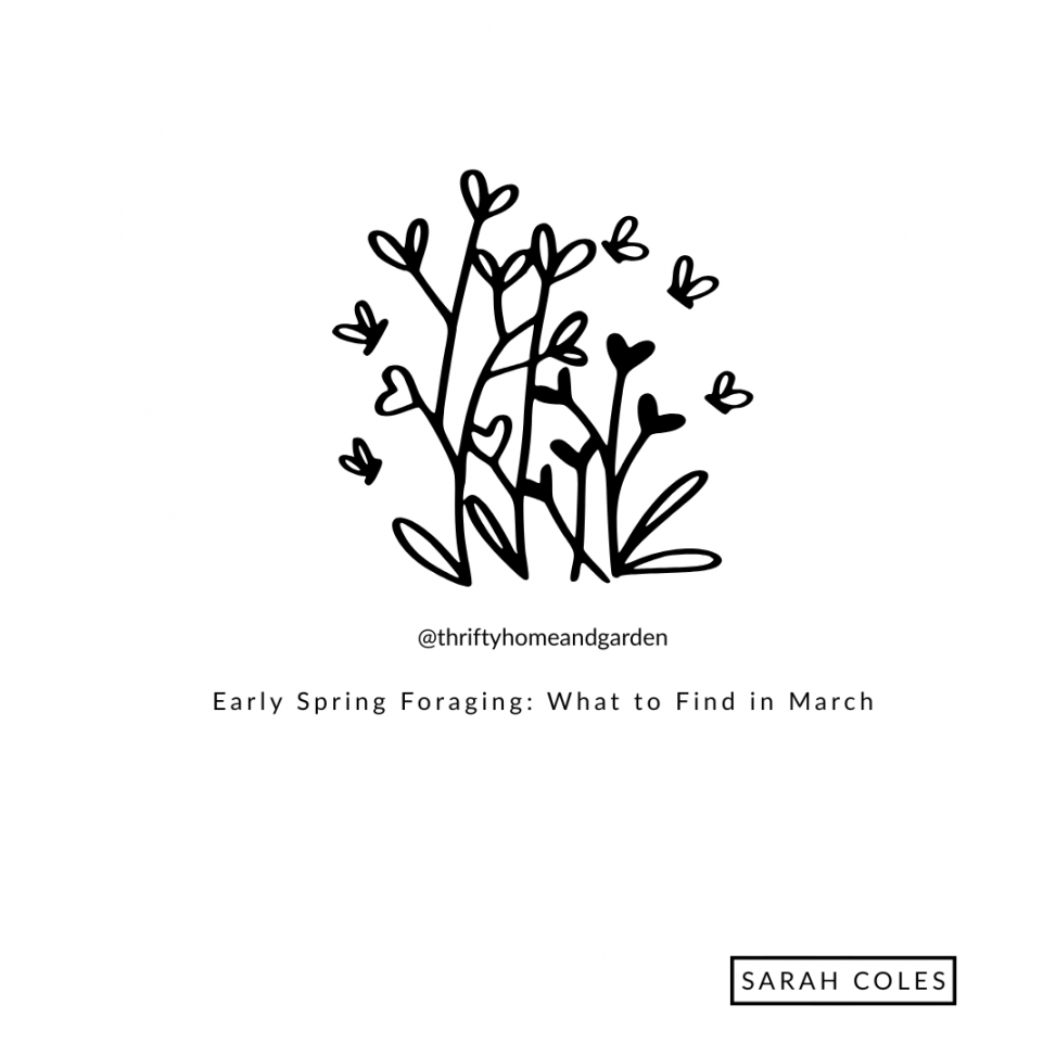 Early Spring Foraging: What to Find in March