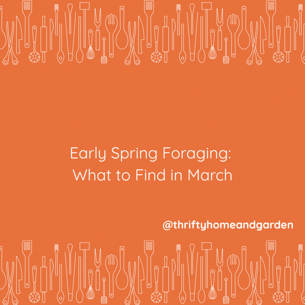 Early Spring Foraging. What to find in the month of March