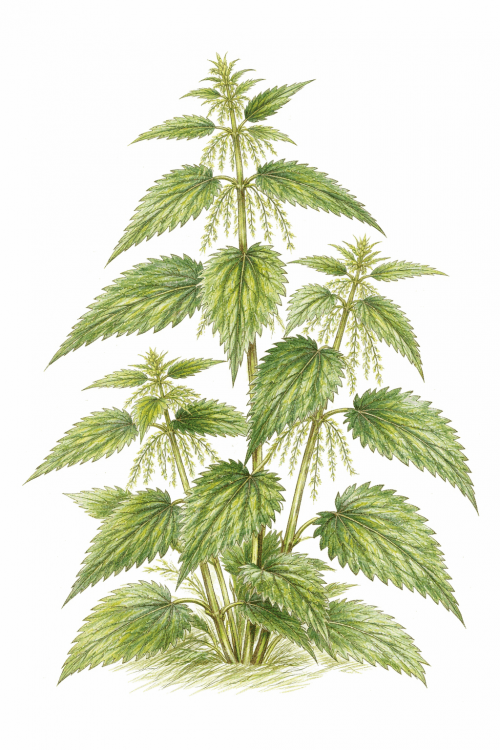 Stinging Nettle, Urtica dioica