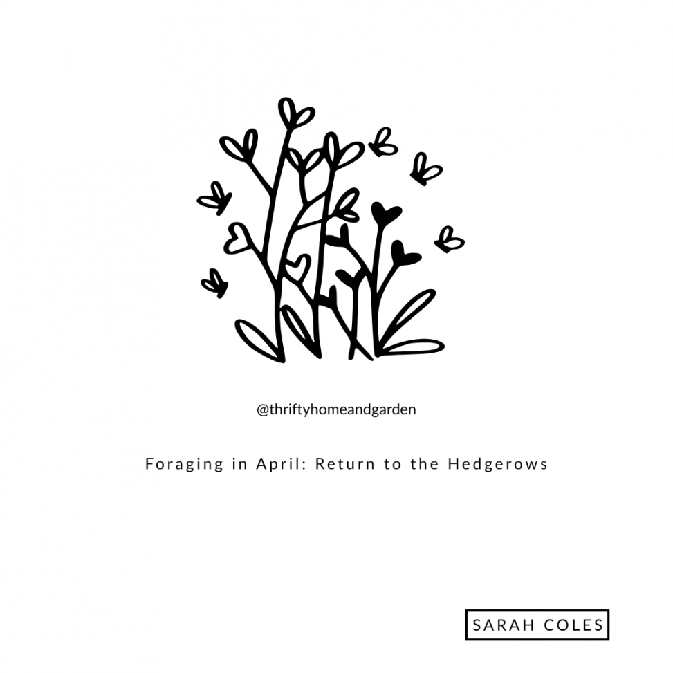 Foraging in April: Return to the Hedgerows