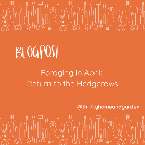Foraging in April: Return to the Hedgerows
