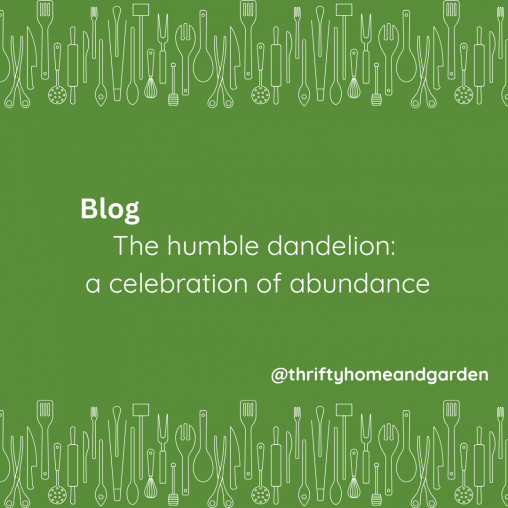 The humble dandelion: a celebration of abundance