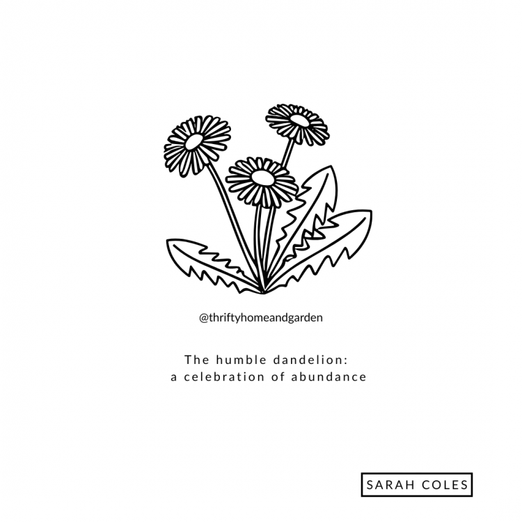The humble dandelion: a celebration of abundance
