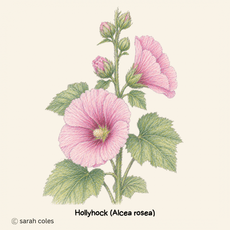 Hollyhock - Alcea rosea