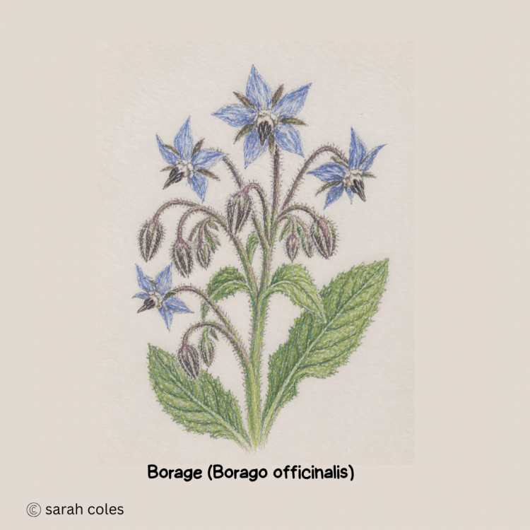 Borage.  Borago officinalis