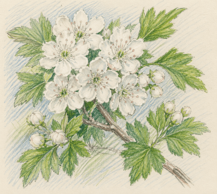 Crataegus monogyna - Hawthorn