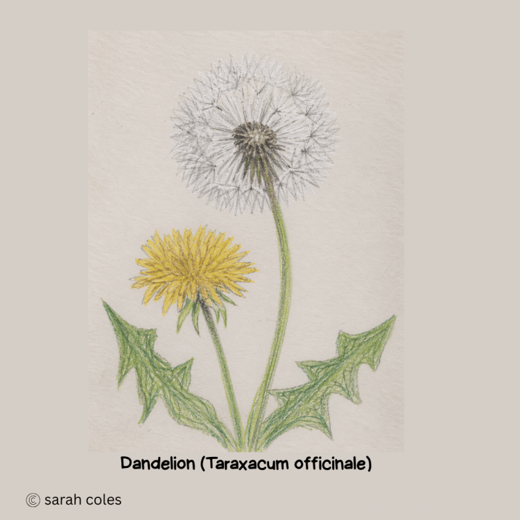 Dandelion.  (Taraxacum officinale)
