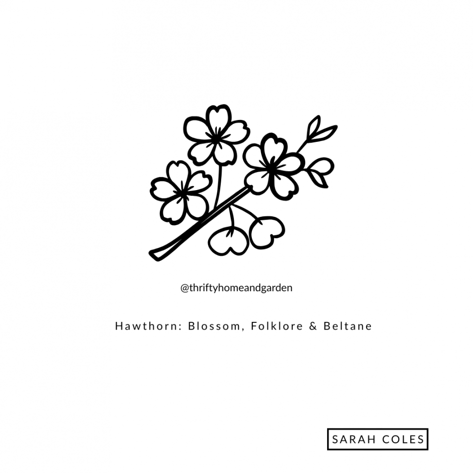 Hawthorn: Blossom, Folklore & Beltane