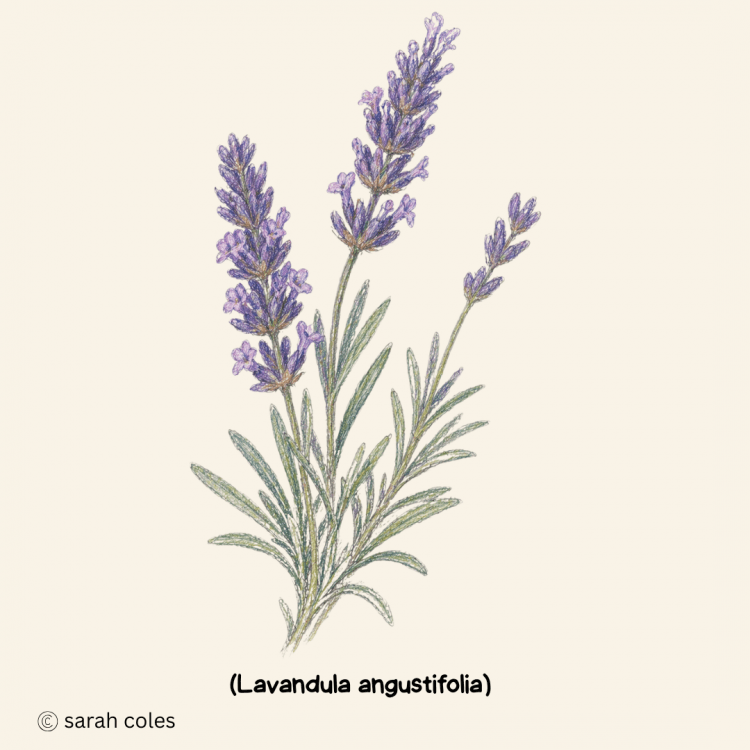 Lavender - Lavandula angustifolia