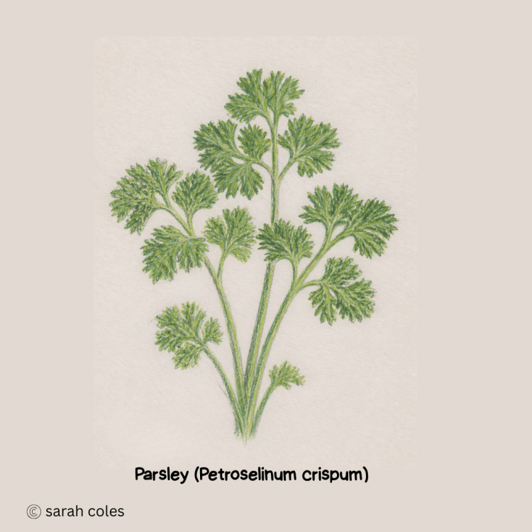Parsley (Petroselinum crispum)
