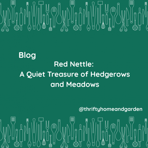 Red Nettle: A Quiet Treasure of Hedgerows and Meadows