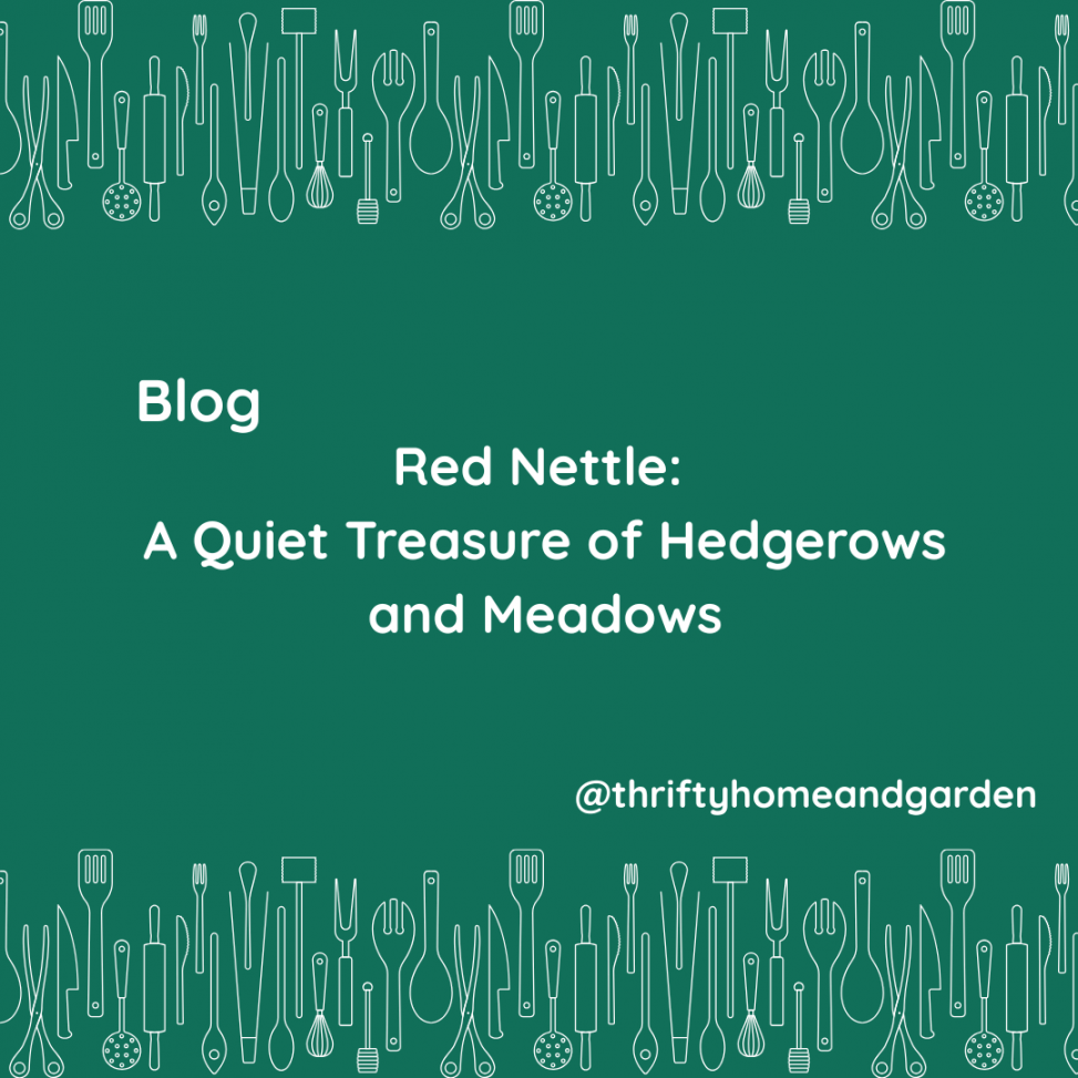 Red Nettle: A Quiet Treasure of Hedgerows and Meadows
