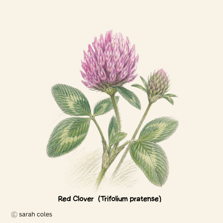 Red Clover (Trifolium pratense)