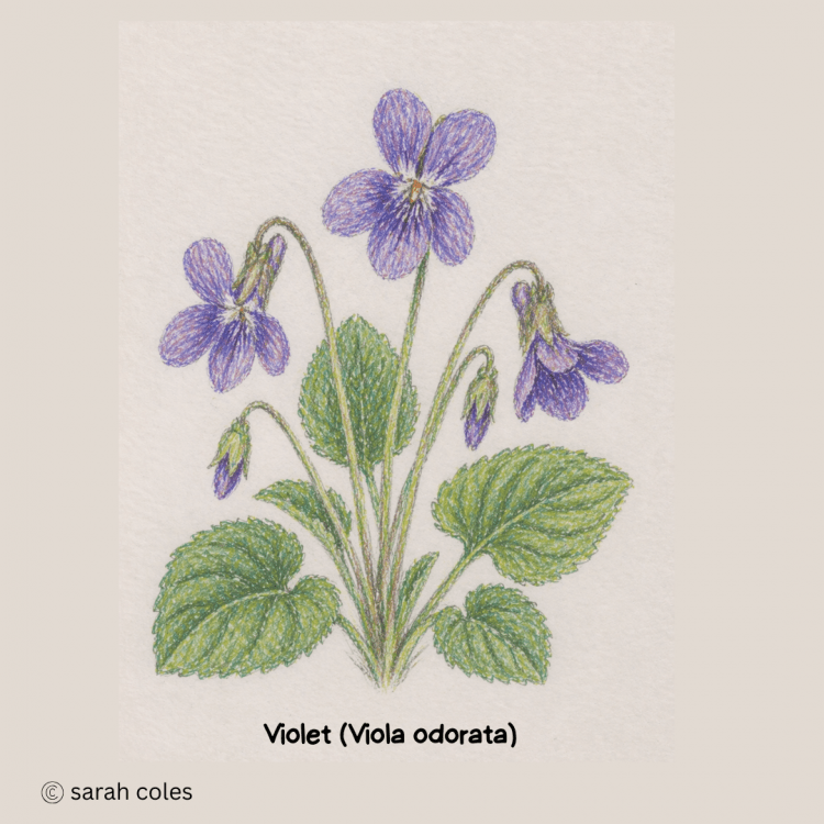 Violet - (Viola odorata)