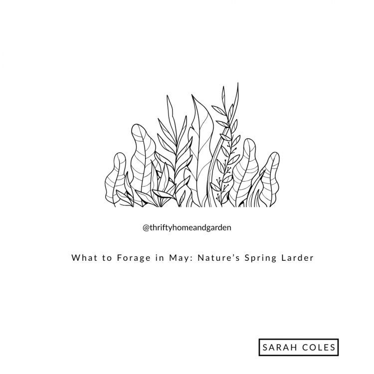 What to Forage in May: Nature’s Spring Larder.
@thriftyhomeandgarden
Sarah Coles