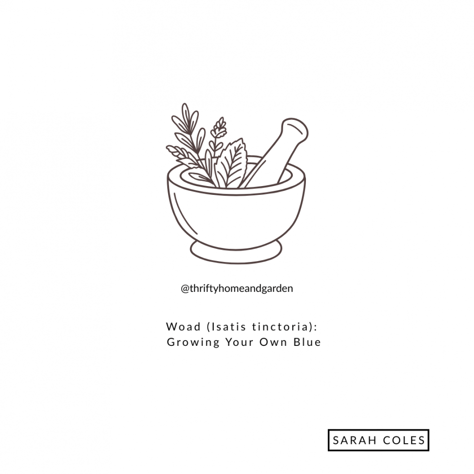Woad (Isatis tinctoria): Growing Your Own Blue