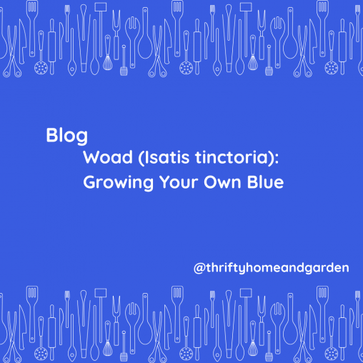 Woad (Isatis tinctoria): Growing Your Own Blue