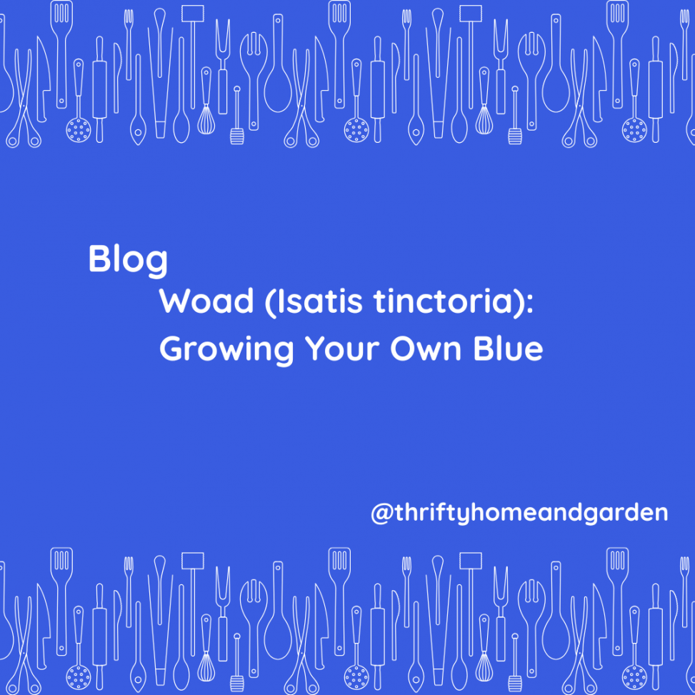 Woad (Isatis tinctoria): Growing Your Own Blue