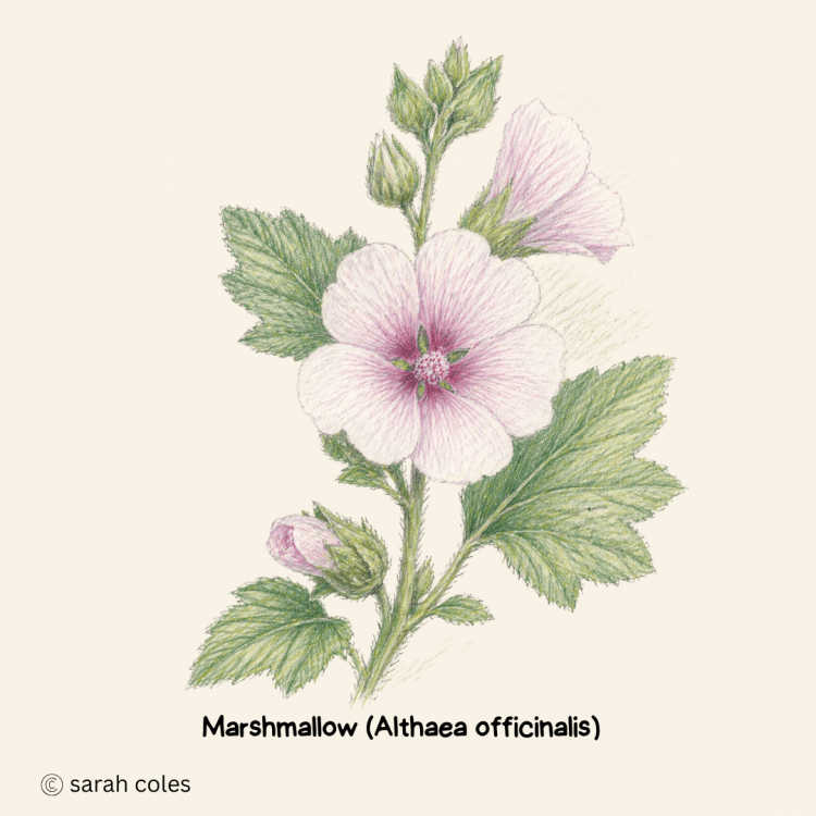 Marshmallow (Althaea officinalis)