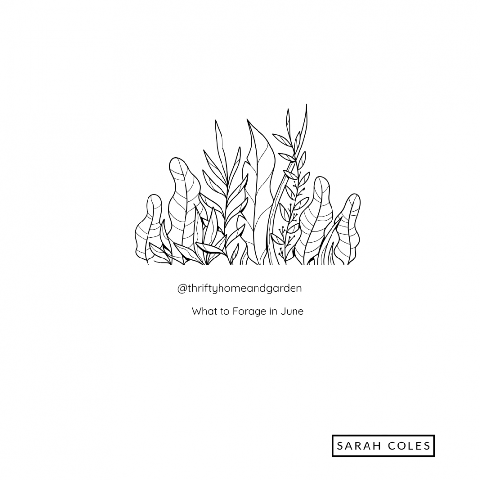 What to Forage in June