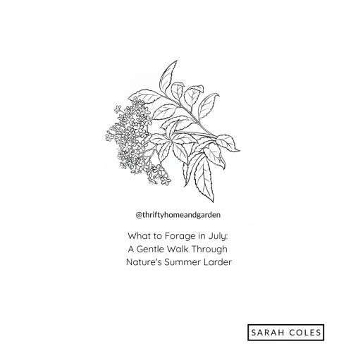 What for Forage in July. Outline of Elderberry