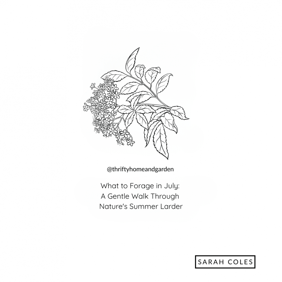 What for Forage in July. Outline of Elderberry