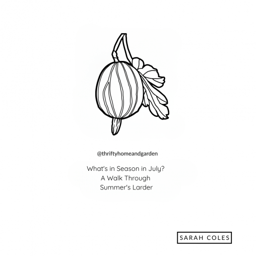 Seasonal July outline of gooseberry