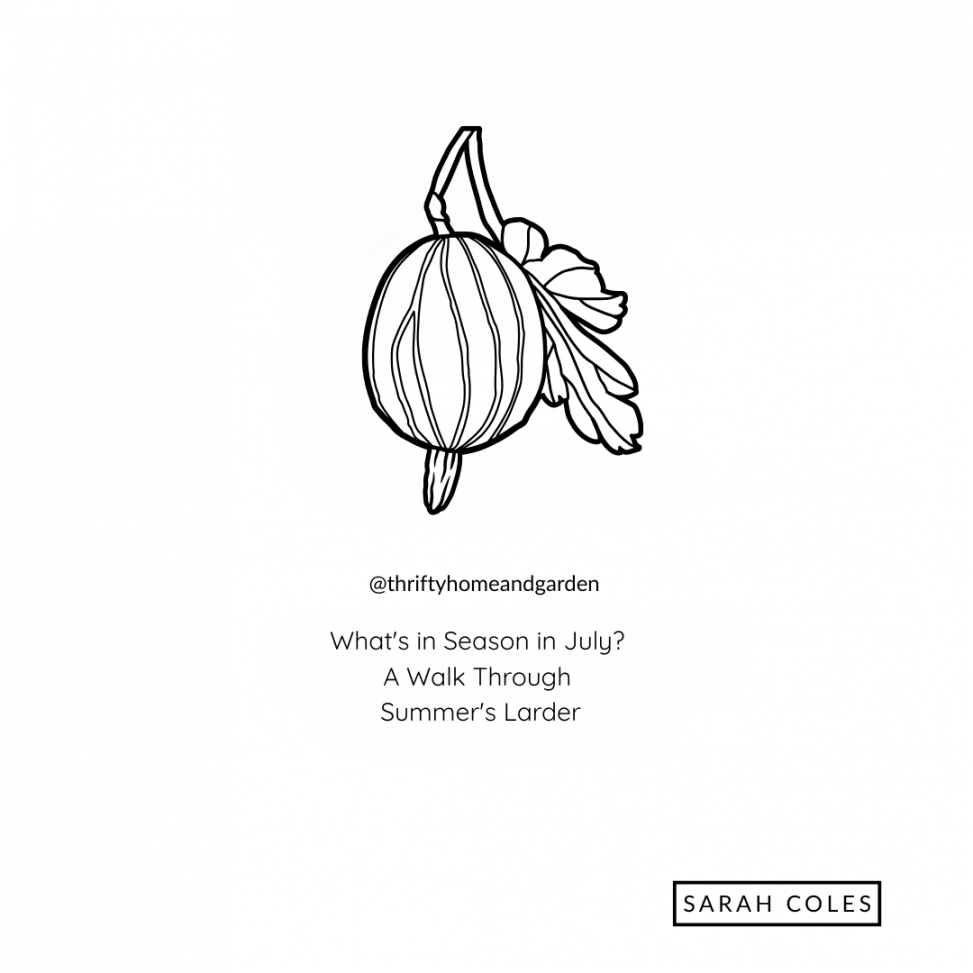 Seasonal July outline of gooseberry