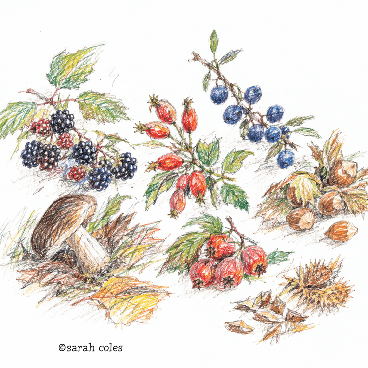 Colouring Pencil Sketch of September Foraging items. Rosehips, Blackberries, sloes, Mushrooms etc
© Sarah Coles