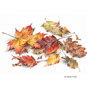 Colourful Sketch of Autumn Leaves.© Sarah Coles