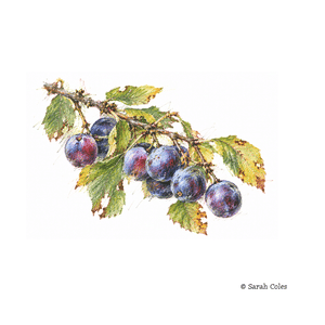 Colouring Pencil Sketch.Bullace.© Sarah Coles