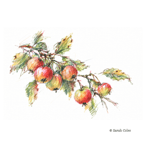 Colourful Sketch of Crab Apples.© Sarah Coles