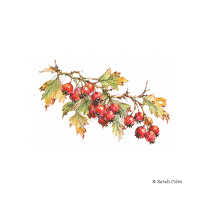 Colouring Pencil  Sketch of Haws.© Sarah Coles