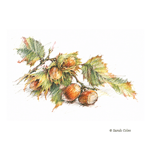 Colouring Pencil Sketch of Walnuts.© Sarah Coles