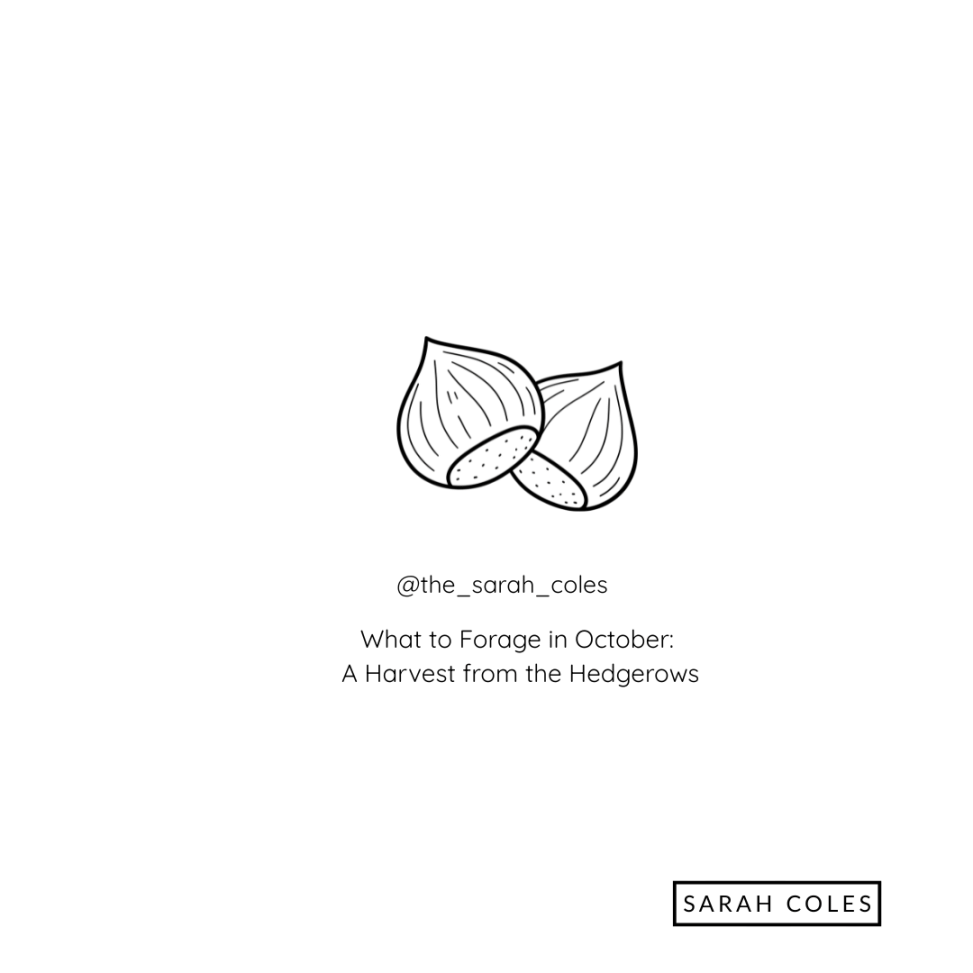 What to Forage in October: A Harvest from the Hedgerows