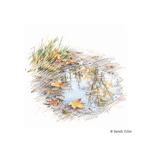 Autumn Puddle Colourful Sketch.© Sarah Coles