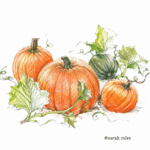 Colouring Pencil Sketch of Pumpkins.© Sarah Coles