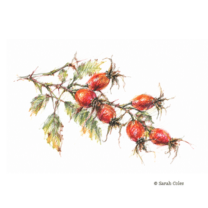 Colourful Sketch of Rosehips.© Sarah Coles