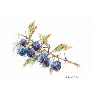 Colourful Sketch of Sloes.© Sarah Coles