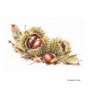 Colouring Pencil Sketch of Sweet Chestnuts.© Sarah Coles