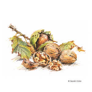 Colouring Pencil Sketch of Walnuts.© Sarah Coles